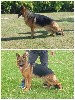  - CHIOTS BERGER ALLEMAND