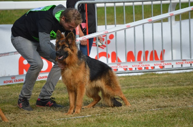 du Val de Bern - JOON  CHAMPIONNE DE FRANCE CLASSE JUNIOR FEMELLE POIL LONG