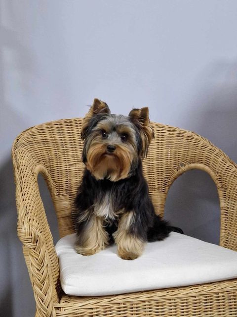 du Val de Bern - Chiot disponible  - Yorkshire Terrier