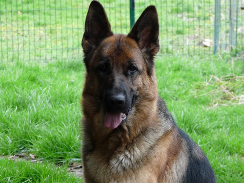 Barenwald prinzessin du Val de Bern