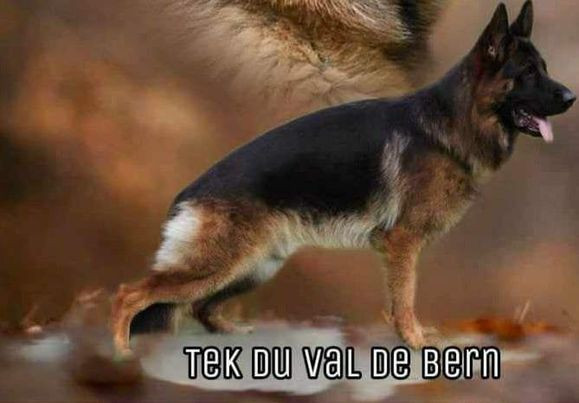 A VENDRE JEUNE MALE POIL COURT NE EN 2022