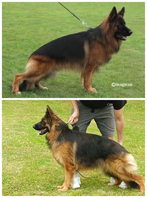 Chiots poils longs