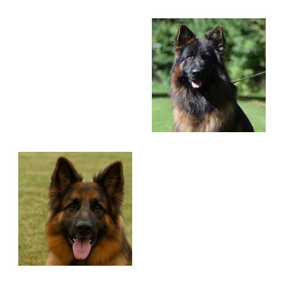 CHIOTS POILS LONGS A RESERVER