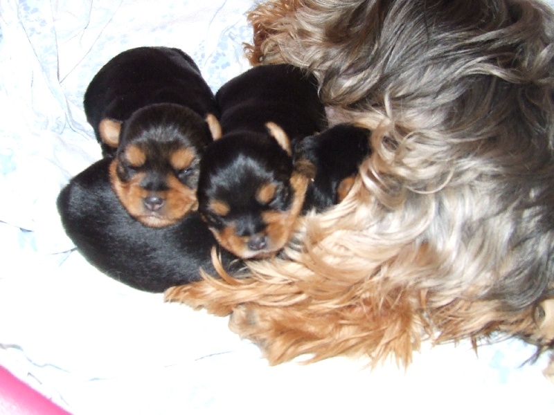 du Val de Bern - Yorkshire Terrier - Portée née le 04/12/2012