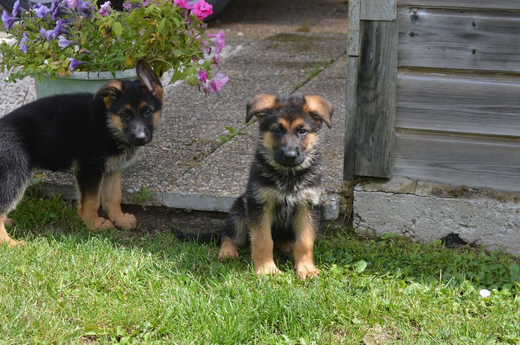 du Val de Bern - Chiots disponibles - Berger Allemand