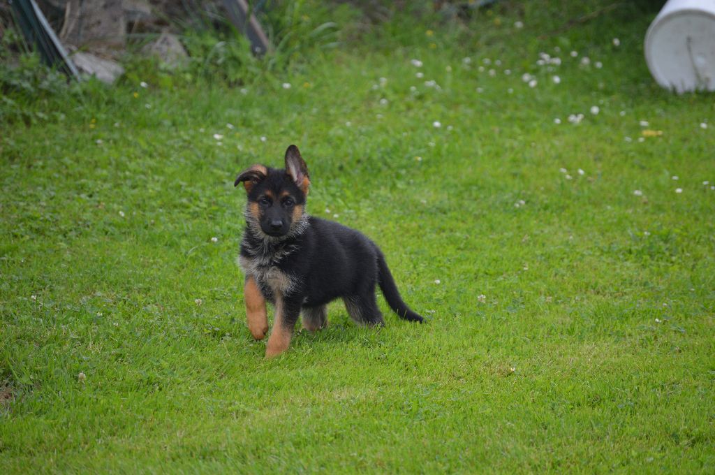 du Val de Bern - Chiots disponibles - Berger Allemand