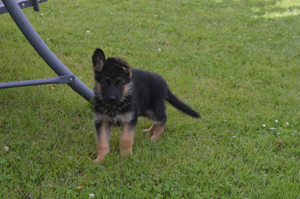 du Val de Bern - Chiots disponibles - Berger Allemand