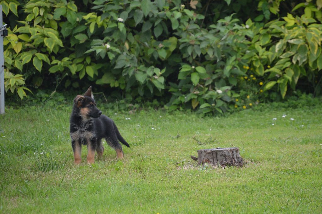 du Val de Bern - Chiots disponibles - Berger Allemand