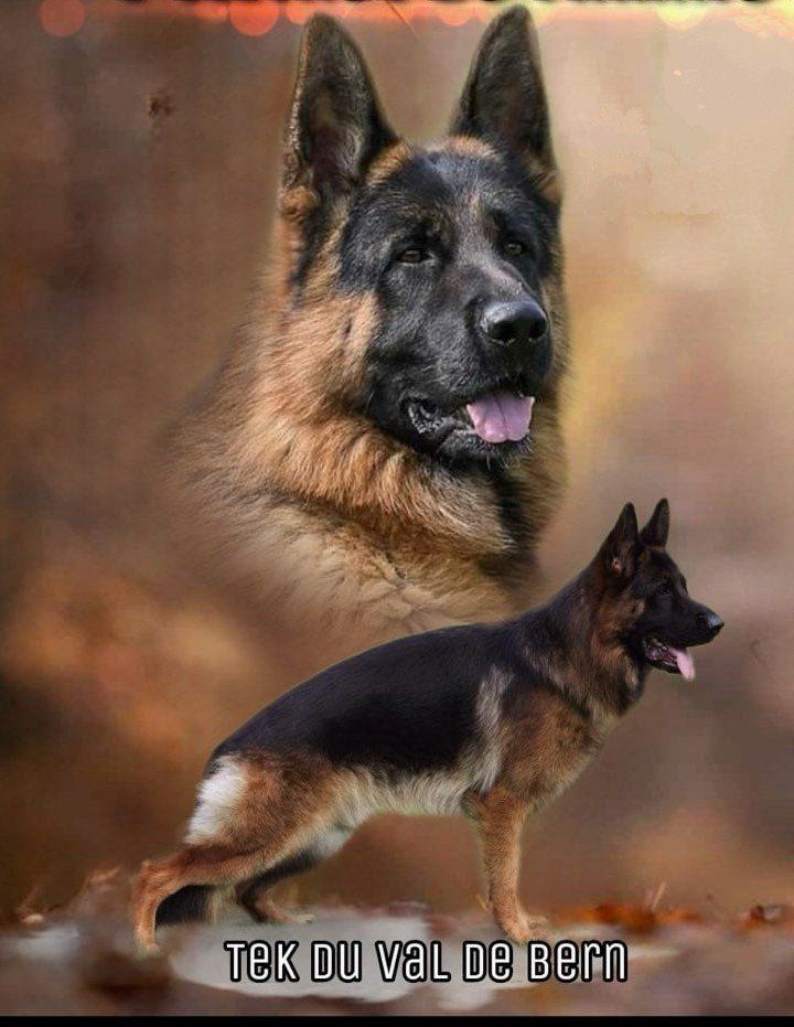 Chiot Berger Allemand du Val de Bern
